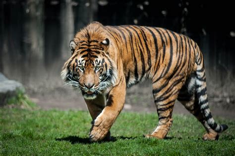 King Of The Jungle Real.